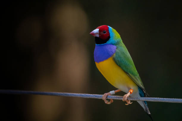 Colourful Gouldian Finch on a Fence Colourful Gouldian Finch sitting on a Fence on a Dark Background with Selective Focus gouldian finch stock pictures, royalty-free photos & images