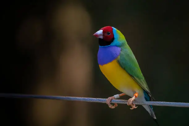Colourful Gouldian Finch sitting on a Fence on a Dark Background with Selective Focus
