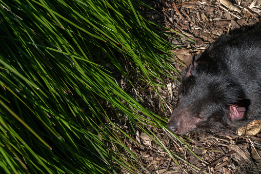 Tasmanian devil Sunbathing on Bark on a Cool Autumn Day