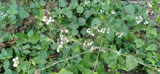 Ageratina riparia, commonly known as mistflower or creeping croftonweed, is a species of flowering plant in the family Asteraceae, native to Mexico, Cuba and jamaica