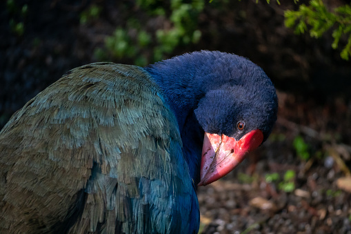 Close-Up of New Zealand Takahe Preening in the Morning Light with Selective Focus