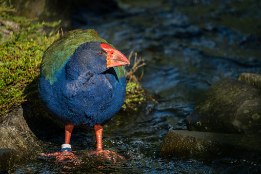 New Zealand Takahe Standing in the River in the Sunshine on a Sunny Morning, Selective Focus with Copy Space