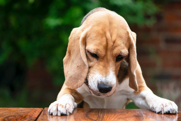 istock funny face of beagle dog at the table 1412636522