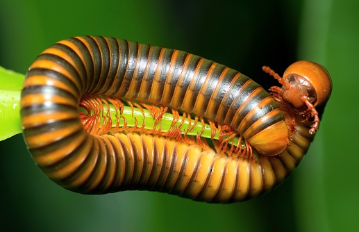 Scolopendra gigantea - Peruvian giant yellow-leg centipede also known as Amazonian giant centipede