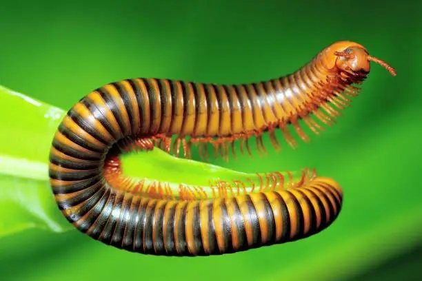 Photo of Crawling Millipede on green leaf - animal behavior.