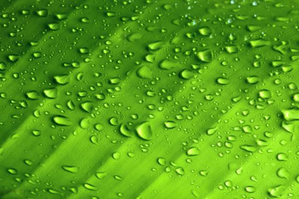 Green Banana leaf and water drops - beauty in nature. stock photo