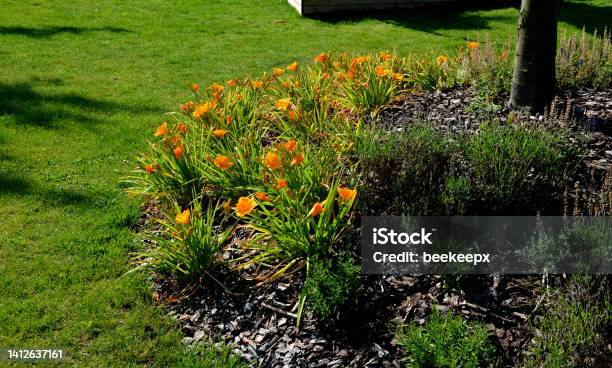 Most Daylilies Have Flower Stalks 6090 Cm High Some Up To 18 M The Flowers Are Tubular Open In The Morning And Last Only One Day They Have Elegant Long Leaves Growing In Clumps Which Are Nice Stock Photo - Download Image Now