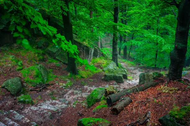 Photo of A foggy landscape of stairs from hellish Valley to Chojnik Castle in the Karkonosze Mountains. Poland