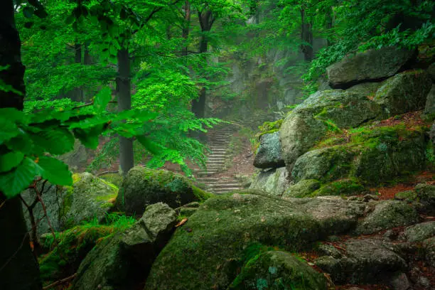 Photo of A foggy landscape of stairs from hellish Valley to Chojnik Castle in the Karkonosze Mountains. Poland