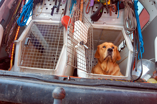 transporting a dog in a transport box in a car