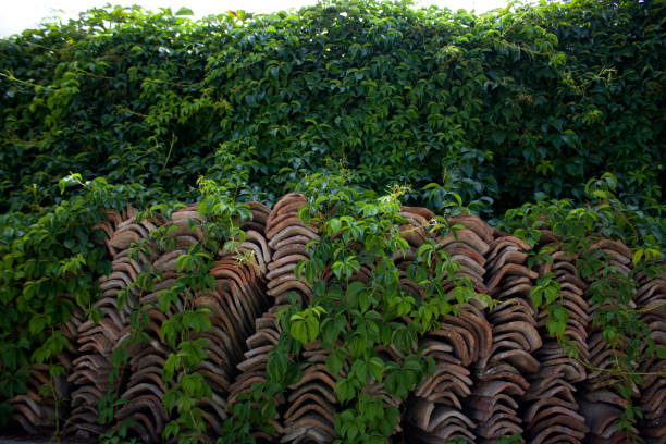 Vines around roof tiles