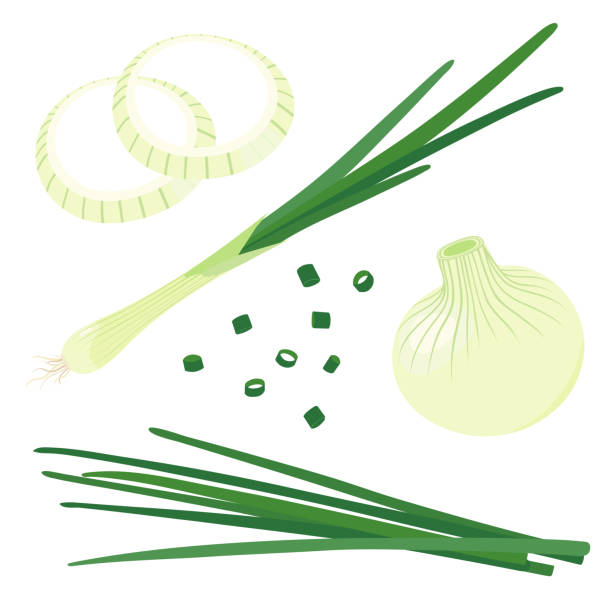 녹색 양파의 벡터 일러스트레이션. 양파 세트 - onion vegetable leaf spice stock illustrations