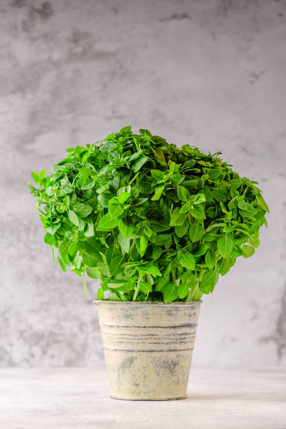 Basil aromatic plant in pot.