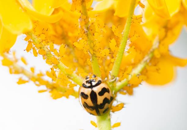 Yellow ladybug on the petals on a blooming flower. Ladybird insect.