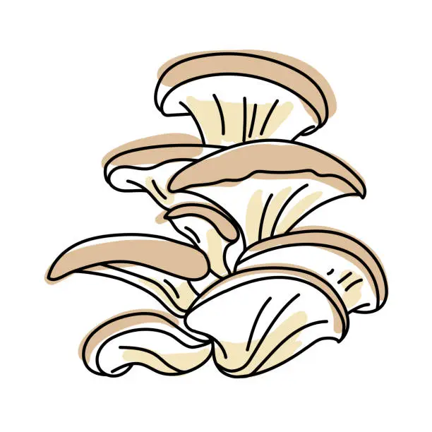 Vector illustration of Oyster mushroom. Isolated on white background. Edible forest mushrooms. Line art with splashes of color added. Pastel colors.