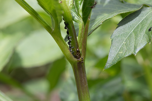 Blackfly (Black bean aphids) and farmer ants on a dahlia plant in early summer, United Kingdom