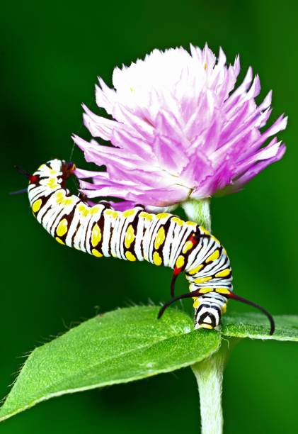 istock Caterpillar crawling on Globe amaranth flower - animal behavior. 1412639972