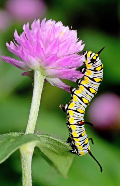 istock Caterpillar crawling on Globe amaranth flower - animal behavior. 1412640010