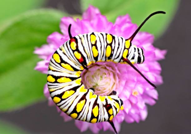 gąsienica pełzająca na globe amarantus kwiat - zachowanie zwierząt. - branch caterpillar animal hair insect zdjęcia i obrazy z banku zdjęć
