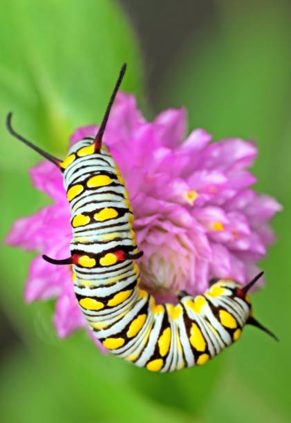 istock Caterpillar crawling on Globe amaranth flower - animal behavior. 1412640052