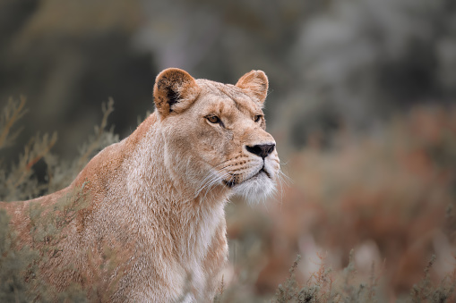 Portrait of an adult lioness