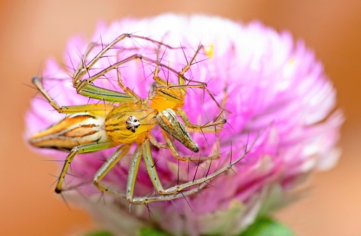 Taken in her spider web in autumn sunshine.