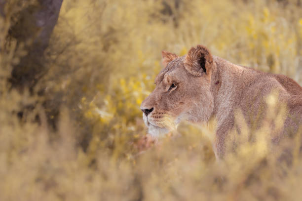 istock Adult lioness 1412641461