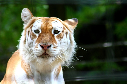 Head of snow leopard