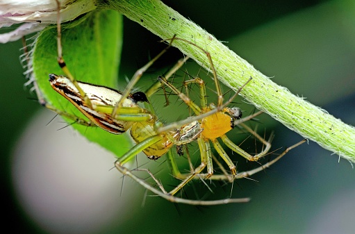 Spider eating spider - animal behavior.