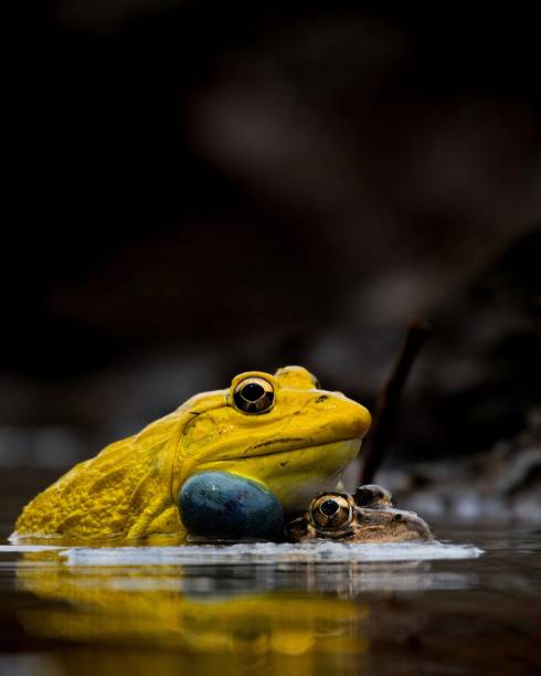 hoplobatrachus tigerinus también conocido como rana toro del valle del indo o rana toro india - rana toro americana fotografías e imágenes de stock