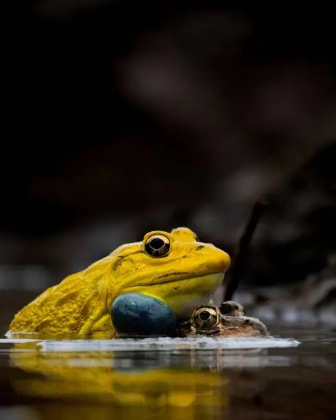 Photo of Hoplobatrachus tigerinus also known as the Indus Valley bullfrog or Indian bullfrog