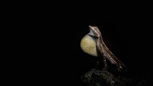 Sitana spinaecephalus, the spiny-headed fan-throated lizard
