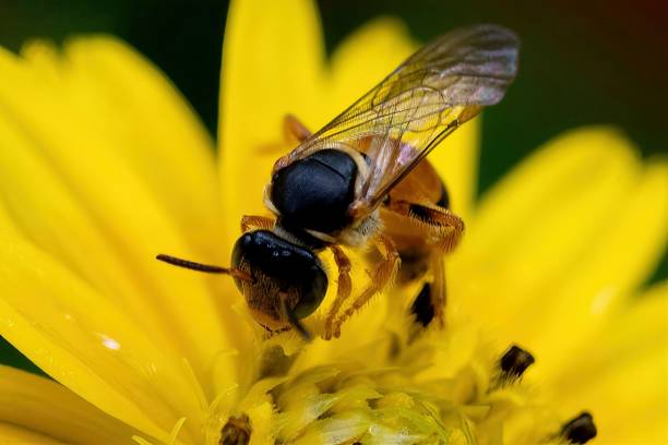 istock Honey bee pollinating flower 1412644505