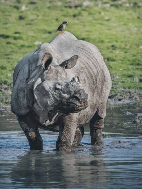 istock The Indian rhinoceros (Rhinoceros unicornis) 1412644510