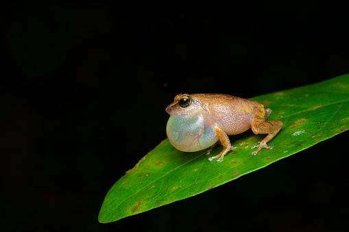 Hoplobatrachus tigerinus also known as the Indus Valley bullfrog or Indian bullfrog