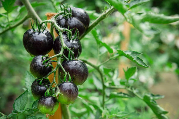 istock Indigo rose black tomato in a home garden. 1412644785