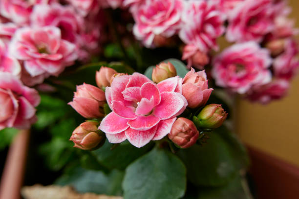 kalanchoe blossfeldiana en fleurs - kalanchoe photos et images de collection