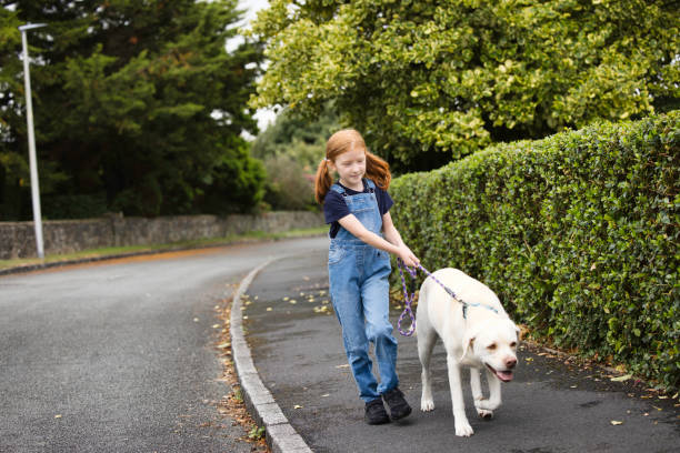 Eight-year-old girl walking the family dog - fotografia de stock