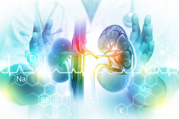 istock Doctor's hand shows human kidneys on scientific background. 3d illustration 1412646411