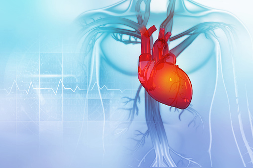 Corazón humano con vasos sanguíneos, línea cardio puls. Ilustración 3D photo