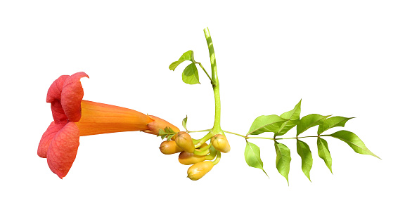 Trumpet creeper vine or campsis plant branch with flower and buds isolated on white background