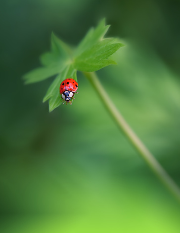 Above shot of Child’s hands holding and exploring ladybug insect in nature