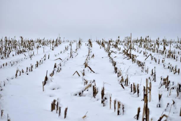istock The remaining stubble from corn in a field covered with snow. 1412650010
