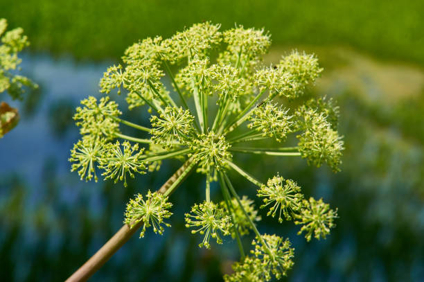 dzięgiel norweski - angelica plant flower uncultivated zdjęcia i obrazy z banku zdjęć