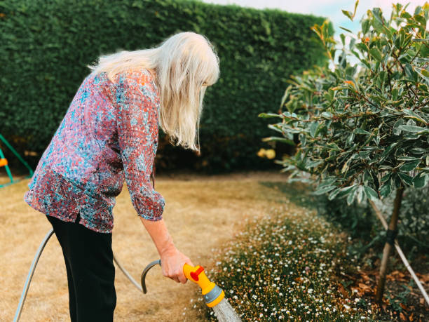 istock Senior woman watering garden using hose during summer 1412651148