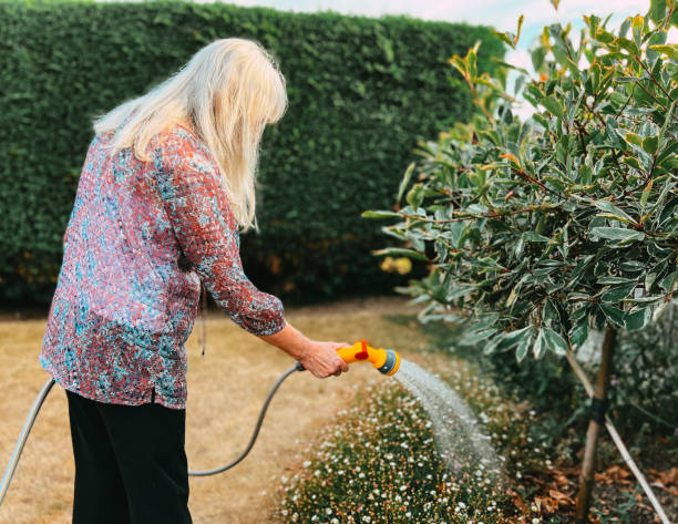 femme âgée arrosant le jardin à l’aide d’un tuyau pendant l’été - 2972 photos et images de collection