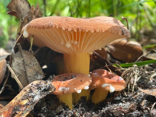 istock Bleeding Lactifluus hygrophoroides 1412651374