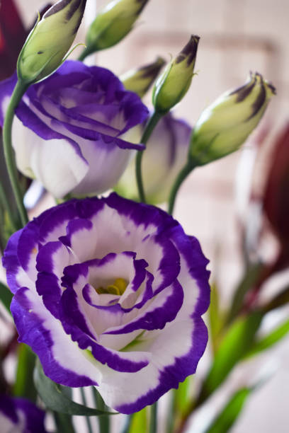 White and purple eustoma bouquet