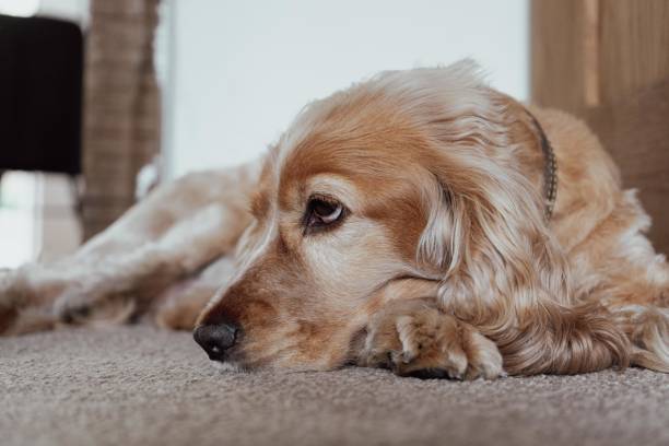 istock Golden Cocker Spaniel puppy dog laying down lazy sleepy 1412652074