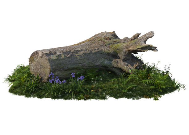 Logs decorate the garden on a white background.